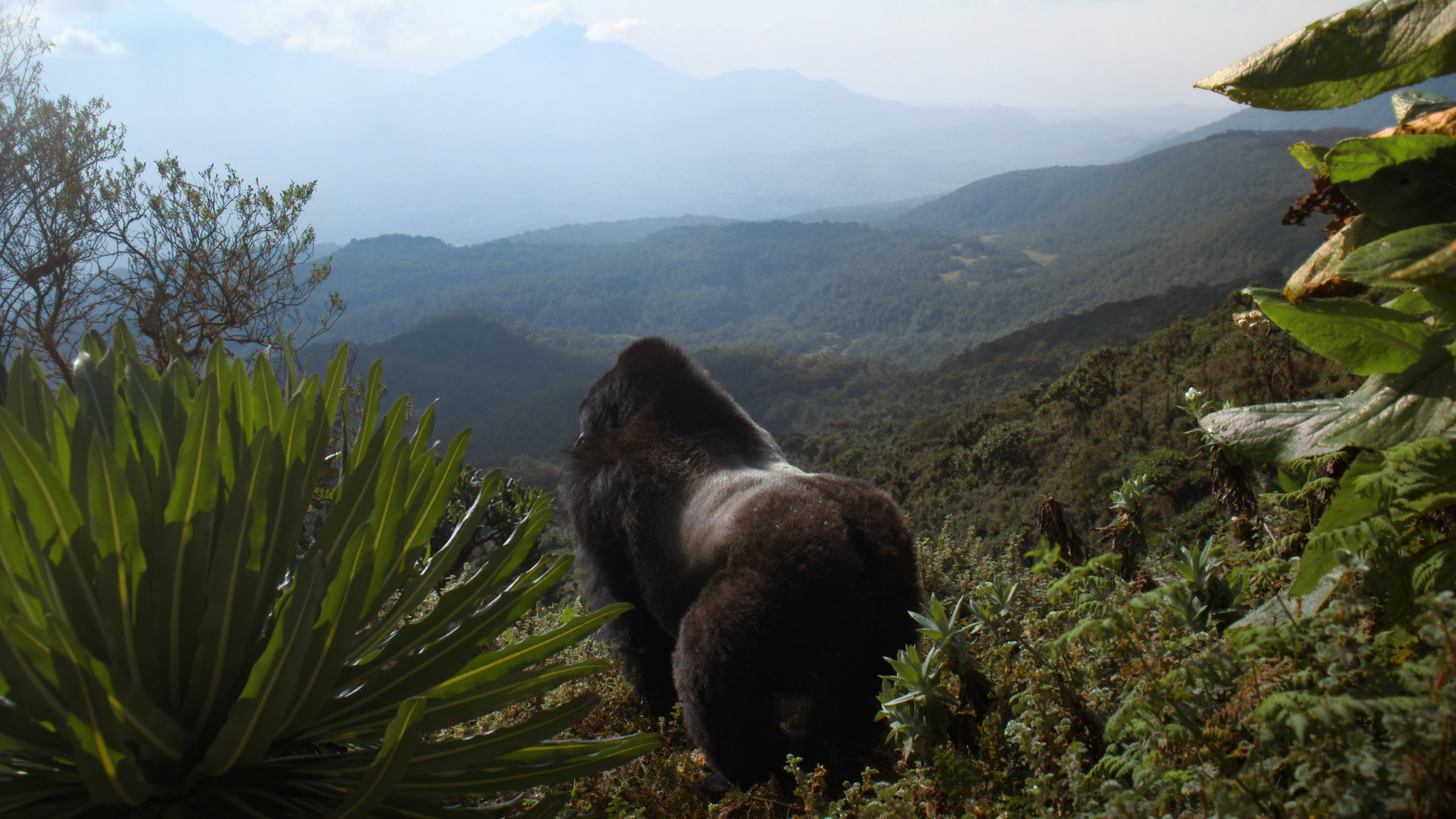 Hành Trình Của Khỉ Đột – Qua Giọng Kể David Attenborough